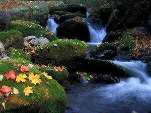 nature.desktopnexus.com