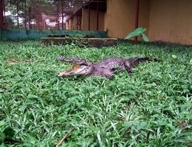 phzcroc3_thumb
