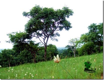 Naijatreks.com