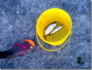 fisher9g
